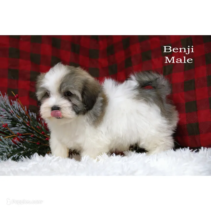 Benji
