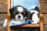 Daisy, a female Shih Tzu for sale in Clare, MI – 2 of 2