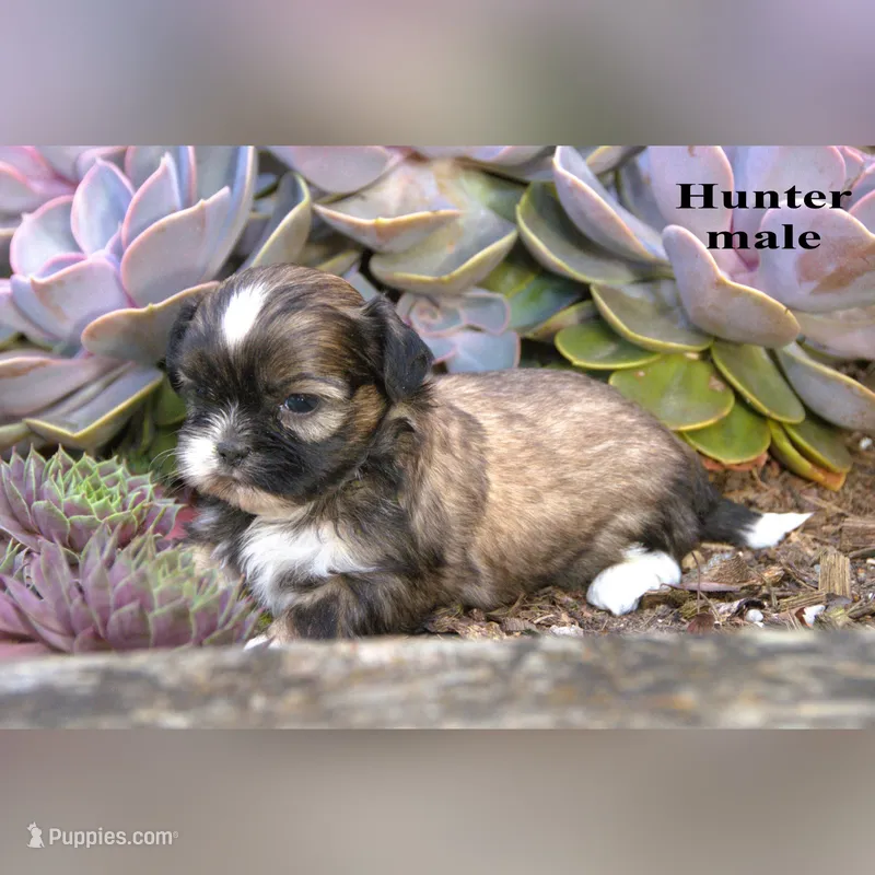 Hunter – Shih Tzu puppy for sale in Clare, MI