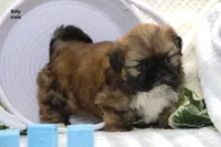 Billy, a male Shih Tzu for sale in Clare, MI – 3 of 3