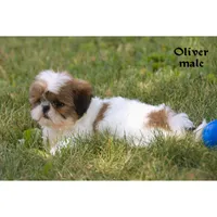 Oliver, a male Shih Tzu for sale in Clare, MI – 4 of 5