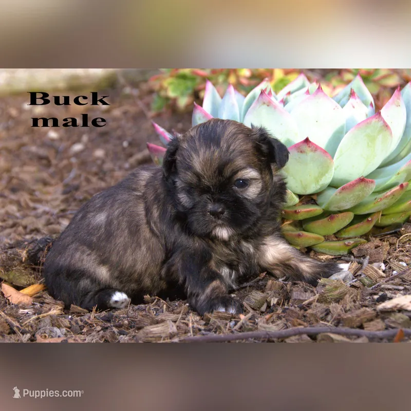 Buck – Shih Tzu puppy for sale in Clare, MI