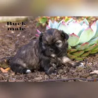 Buck, a male Shih Tzu for sale in Clare, MI – 1 of 2