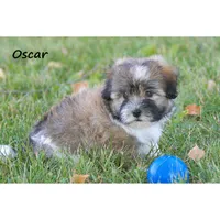 Oliver, a male Havanese for sale in Clare, MI – 3 of 3