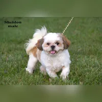 Sheldon, a male Shih Tzu for sale in Clare, MI – 3 of 3