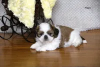 Pippy, a female Shih Tzu for sale in Clare, MI – 3 of 4
