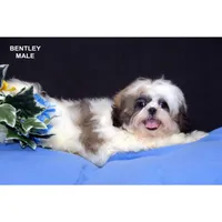 Bentley , a male Shih Tzu for sale in Clare, MI – Photo 2 of 2