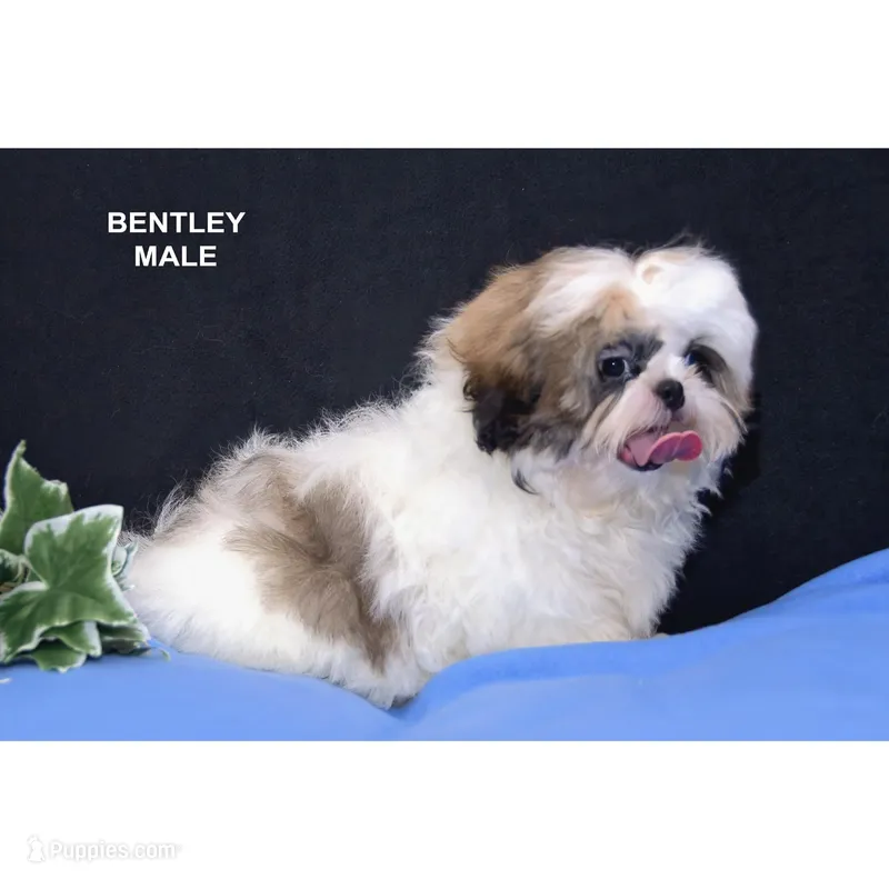 Bentley  – Shih Tzu puppy for sale in Clare, MI