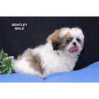Bentley , a male Shih Tzu for sale in Clare, MI – Photo 1 of 2