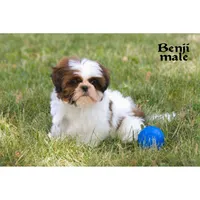Benji, a male Shih Tzu for sale in Clare, MI – 2 of 4