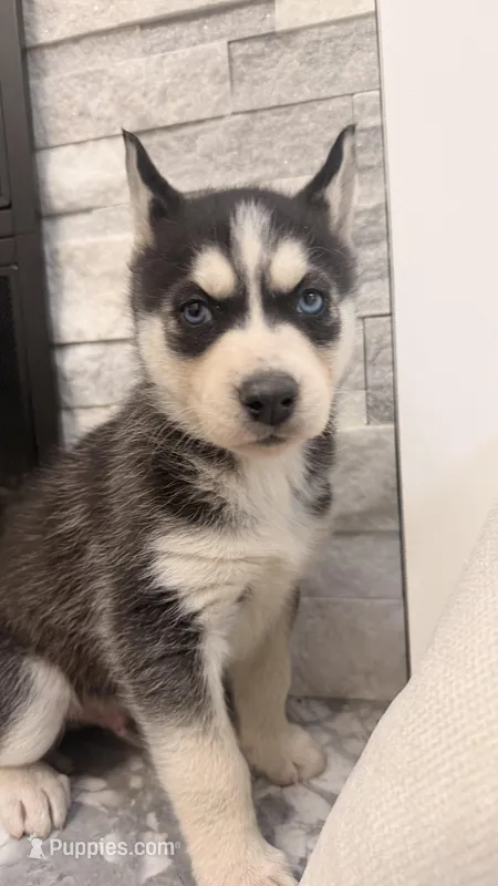Baily – Siberian Husky puppy for sale in Elkhart, IN