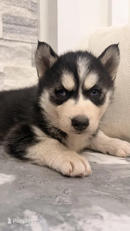 Luka – Siberian Husky puppy for sale in Elkhart, IN