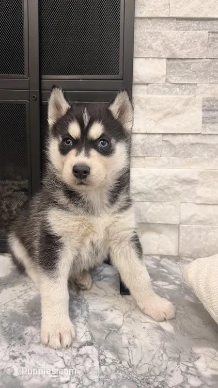 Loki – Siberian Husky puppy for sale in Elkhart, IN