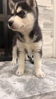 Daisy 🌼 , a female Siberian Husky for sale in Elkhart, IN – Photo 3 of 4