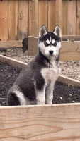 Luna, a female Siberian Husky for sale in Elkhart, IN – Photo 3 of 3