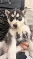 Luna, a female Siberian Husky for sale in Elkhart, IN – Photo 1 of 4