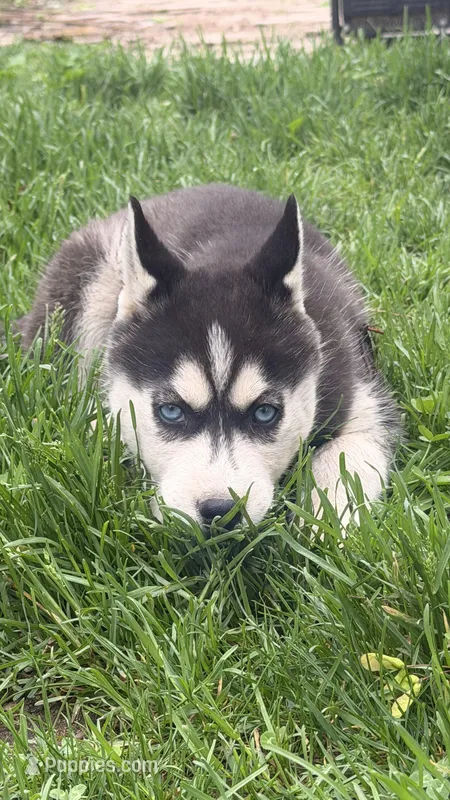 Luna – Siberian Husky puppy for sale in Elkhart, IN
