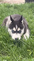 Luna, a female Siberian Husky for sale in Elkhart, IN – Photo 1 of 3