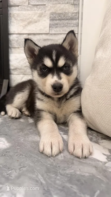 Cookie – Siberian Husky puppy for sale in Elkhart, IN