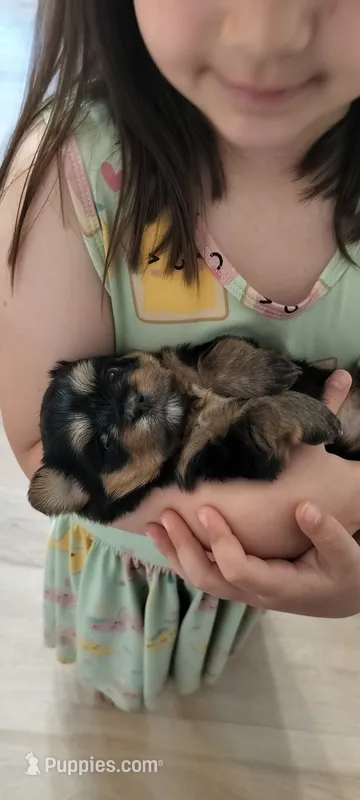 Leah  – Yorkshire Terrier, Morkie puppy on hold in Luverne, MN