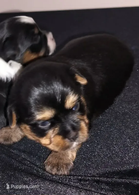 Leah  – Yorkshire Terrier, Morkie puppy for sale in Luverne, MN