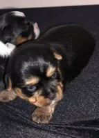 Leah , a female Yorkshire Terrier and Morkie for sale in Luverne, MN – 1 of 7