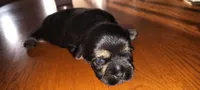 Tuna, a male Morkie and Shorkie for sale in Luverne, MN – 4 of 8