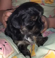 Luke, a male Morkie and Shorkie for sale in Luverne, MN – 2 of 7