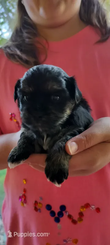 Luke – Maltese, Yorkshire Terrier puppy for sale in Luverne, MN
