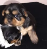 Leah , a female Yorkshire Terrier and Morkie for sale in Luverne, MN – 3 of 7