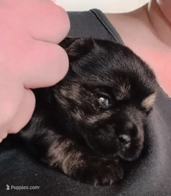Tuna – Morkie, Shorkie puppy for sale in Luverne, MN