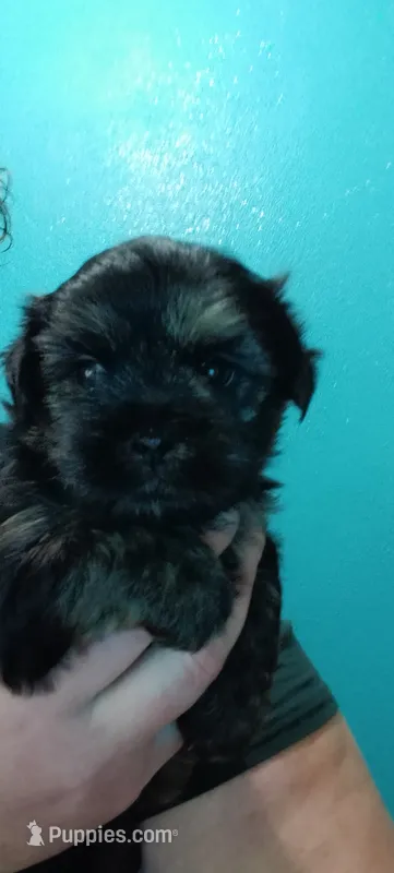 Tuna – Maltese, Yorkshire Terrier puppy for sale in Luverne, MN