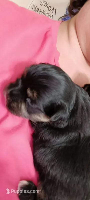 Luke – Maltese, Yorkshire Terrier puppy for sale in Luverne, MN