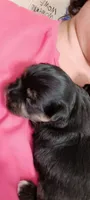 Luke, a male Maltese and Yorkshire Terrier for sale in Luverne, MN – 3 of 6