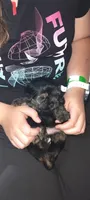 Luke, a male Morkie and Shorkie for sale in Luverne, MN – 7 of 7