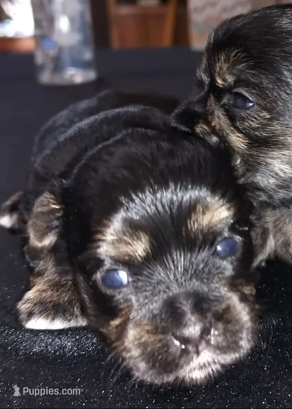 Luke – Maltese, Yorkshire Terrier puppy for sale in Luverne, MN