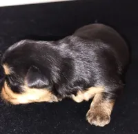 Leah , a female Yorkshire Terrier and Morkie for sale in Luverne, MN – 4 of 7