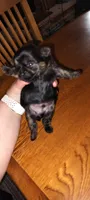 Tuna, a male Morkie and Shorkie for sale in Luverne, MN – 5 of 8