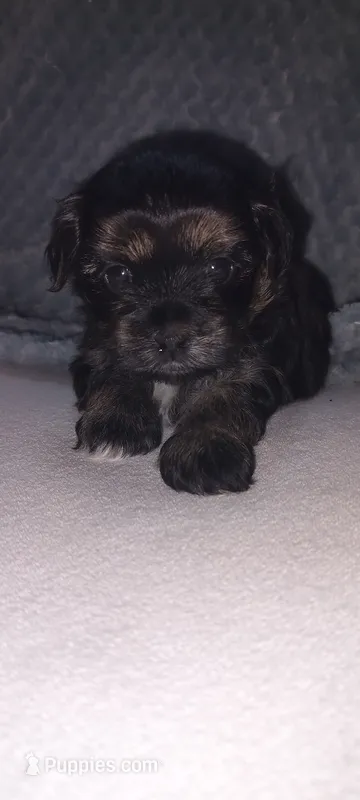 Luke – Maltese, Yorkshire Terrier puppy for sale in Luverne, MN