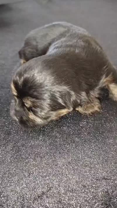 Tuna, a male Maltese and Yorkshire Terrier for sale in Luverne, MN – 3 of 8