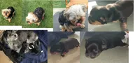Leah , a female Yorkshire Terrier and Morkie for sale in Luverne, MN – 6 of 7