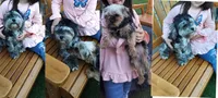 Leah , a female Yorkshire Terrier and Morkie for sale in Luverne, MN – 7 of 7