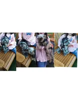 Tuna, a male Maltese and Yorkshire Terrier for sale in Luverne, MN – 8 of 8
