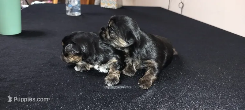 Tuna – Maltese, Yorkshire Terrier puppy for sale in Luverne, MN