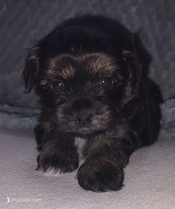 Luke – Morkie, Shorkie puppy for sale in Luverne, MN