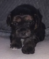 Luke, a male Morkie and Shorkie for sale in Luverne, MN – 1 of 7