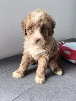 Buzz, a male Poodle - Miniature  for sale in Moravia, IA – 2 of 2