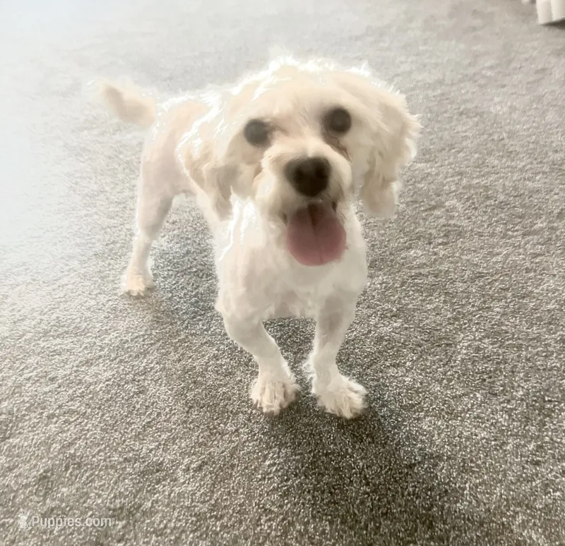 Forrest – Havapoo puppy for sale in Moravia, IA