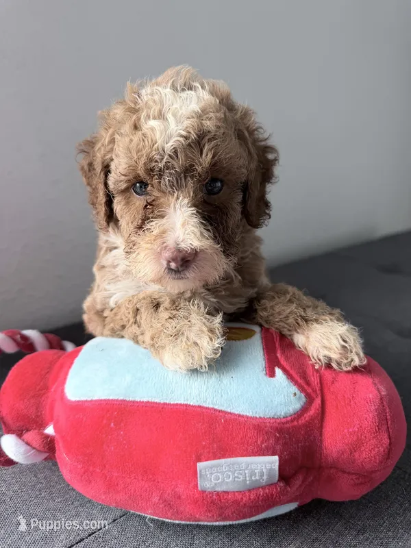 Buzz – Poodle - Miniature  puppy for sale in Moravia, IA