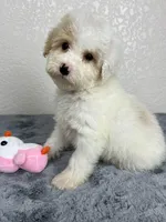 Alaska, a female Poodle - Miniature  for sale in Moravia, IA – Photo 5 of 7